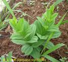 Stemona sessilifolia